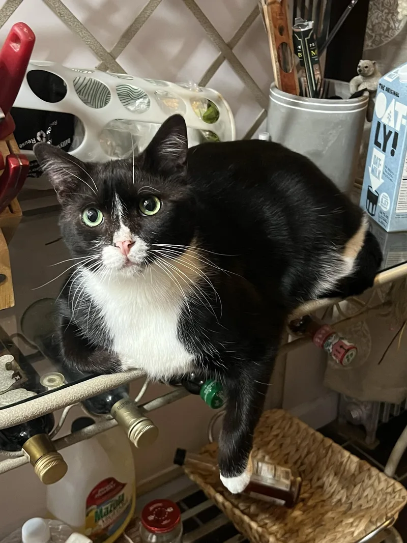 An adult medium-sized male Black & White / Tuxedo Domestic Short Hair cat named Aidan & Seamus for adoption in New York, NY
