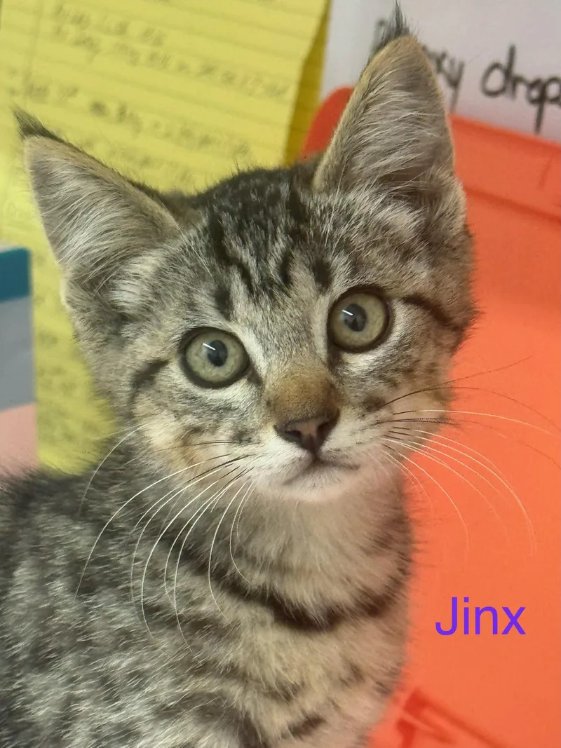 A baby medium-sized female Tabby (Buff / Tan / Fawn) Domestic Short Hair cat named Jinx for adoption in Sonora, CA