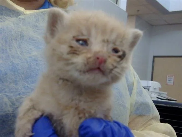 A baby medium-sized male Domestic Medium Hair cat named Briar for adoption in Dallas, TX