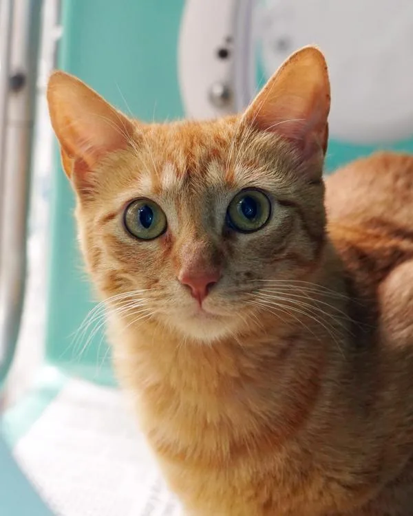 A young small-sized female Domestic Short Hair cat named Venus for adoption in Novato, CA