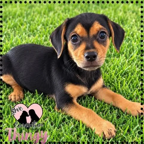 A baby small-sized female Black Havanese dog named Thingy for adoption in Gilbert, AZ
