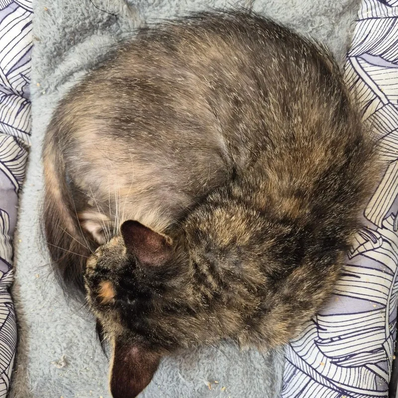 A young small-sized female Domestic Medium Hair cat named Autumn for adoption in Richmond, KY