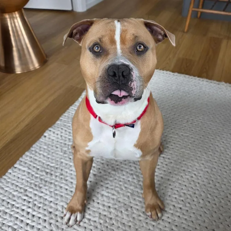 An adult large-sized male American Staffordshire Terrier dog named Atlas for adoption in Long Island City, NY