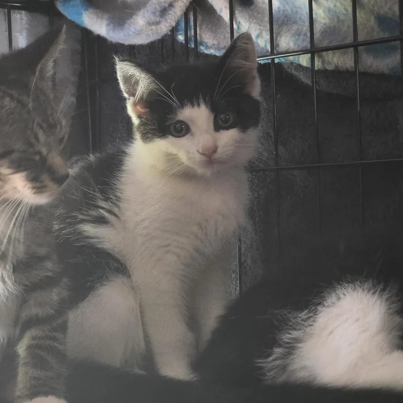 A baby medium-sized female Black & White / Tuxedo Domestic Short Hair cat named Althea for adoption in Hickory, NC
