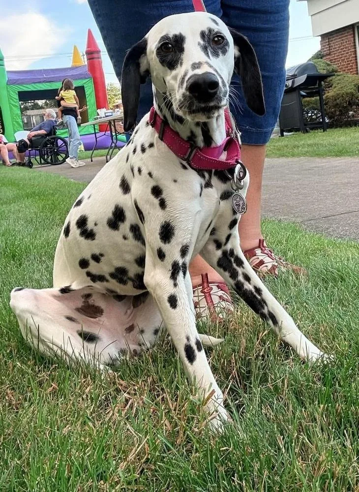 An adult medium-sized female Tricolor (Brown, Black, & White) Dalmatian dog named Lucy for adoption in Alden, NY