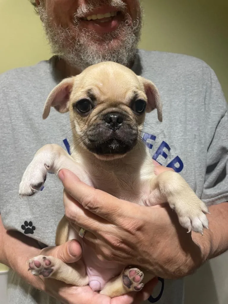 Shenshen thumbnail 3