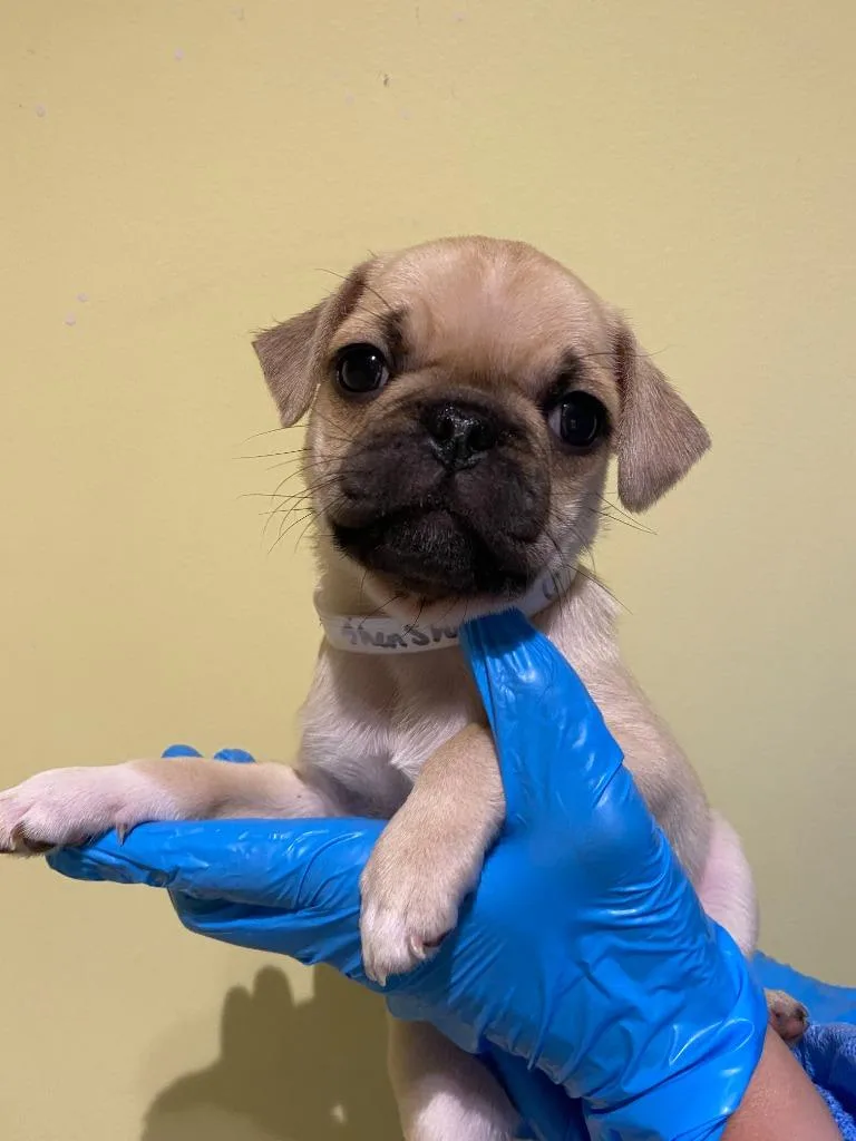 Shenshen thumbnail 4