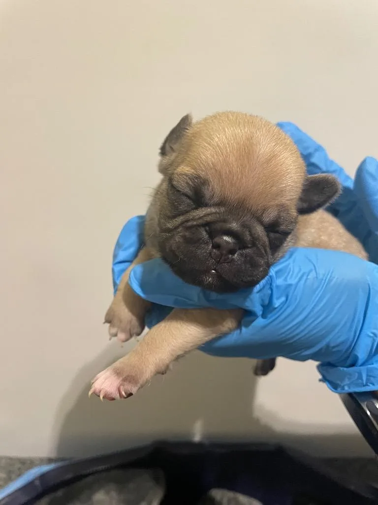 Shenshen thumbnail 5