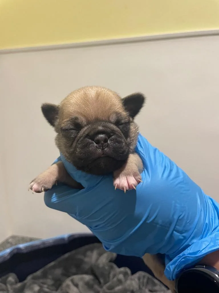 Shenshen thumbnail 6