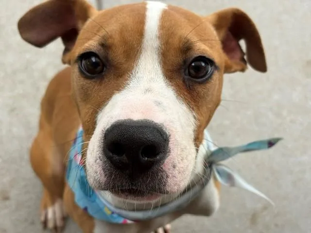 A young small-sized male Pit Bull Terrier dog named Alex for adoption in Tulsa, OK