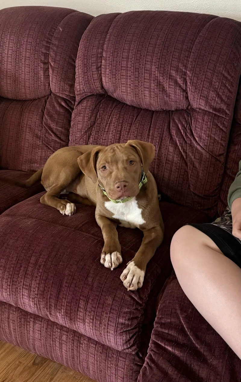 An adult large-sized male Pit Bull Terrier dog named Frankie Dixon for adoption in Rockaway, NJ