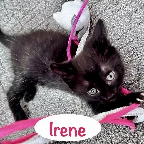 A baby medium-sized male Domestic Short Hair cat named Irene for adoption in Reston, VA
