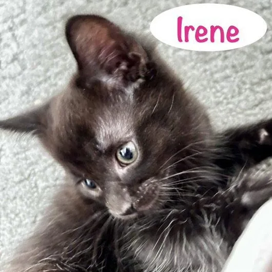 Irene thumbnail 3