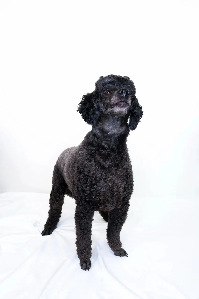 An adult small-sized male Black Miniature Poodle dog named Lawrence for adoption in Bixby, OK