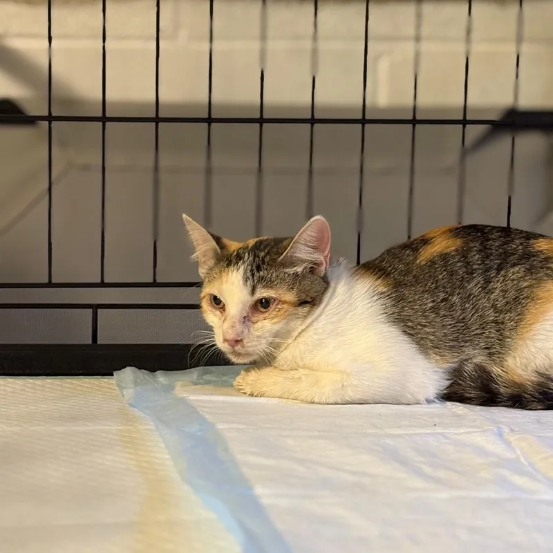 A baby small-sized female Calico Domestic Short Hair cat named Bejeweled for adoption in Brighton, MO