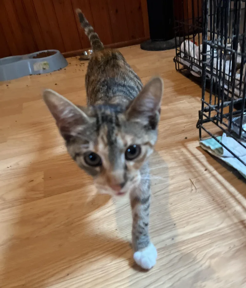 A baby medium-sized female Dilute Calico American Shorthair cat named Heather for adoption in Ashland, OH