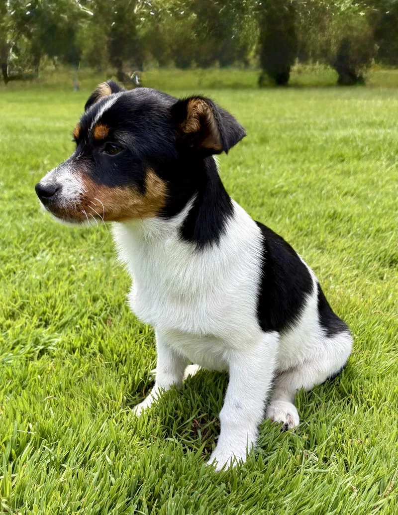 Duke
