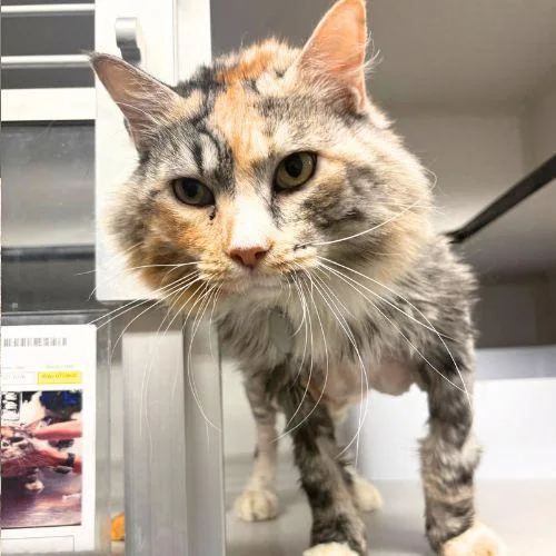 An adult small-sized female Domestic Medium Hair cat named Sherbert for adoption in Aurora, CO