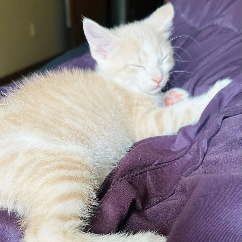 A baby small-sized male Buff / Tan / Fawn Domestic Short Hair cat named Jinu for adoption in Indianapolis, IN