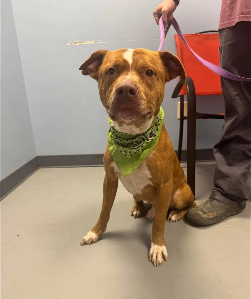 An adult medium-sized male Red / Chestnut / Orange Terrier dog named Rambo for adoption in Zanesville, OH