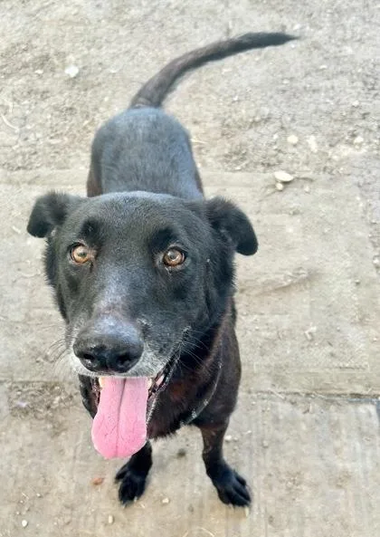An adult large-sized male Black Mixed Breed dog named Icarus for adoption in Georgetown, TX