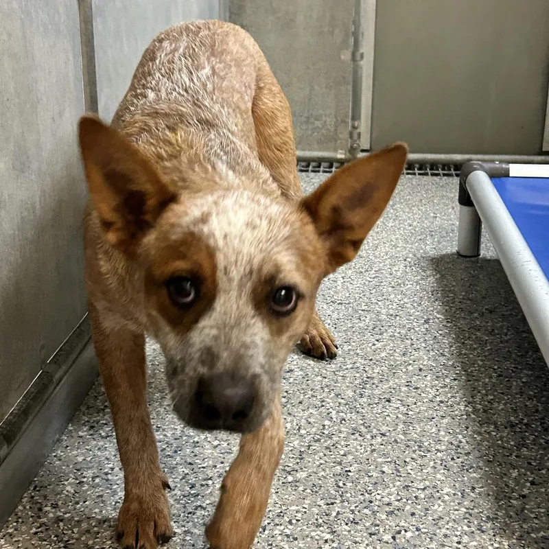 A young medium-sized male Red / Chestnut / Orange Cattle Dog dog named Stray Manor Dr. Red for adoption in Roxboro, NC