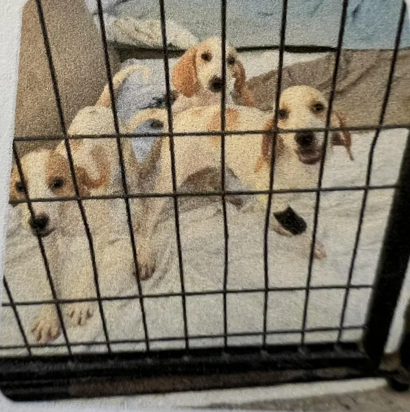 A baby medium-sized female White / Cream Hound dog named Grace for adoption in New Windsor, NY