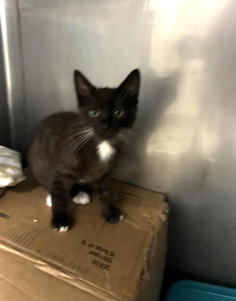 A young medium-sized female Black & White / Tuxedo Domestic Medium Hair cat named Toes for adoption in Davis, CA