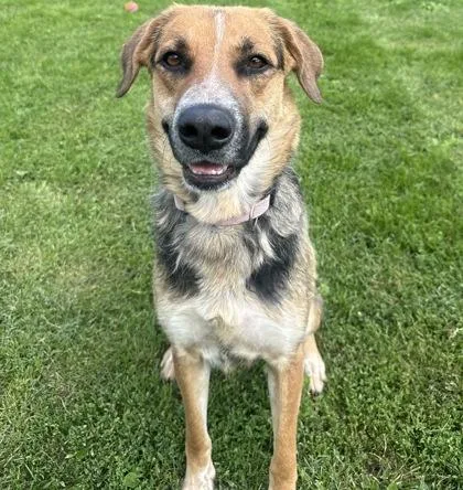 A young medium-sized female Tricolor (Brown, Black, & White) Mixed Breed dog named Mae for adoption in Dubuque, IA