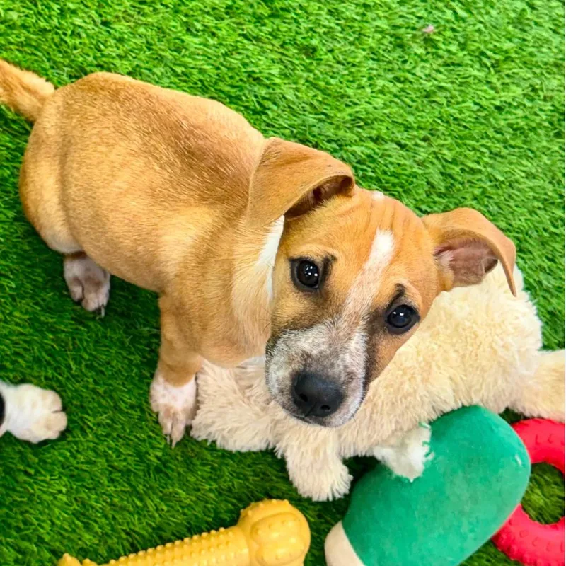 A baby small-sized female Yellow / Tan / Blond / Fawn Mixed Breed dog named Sprinkle for adoption in Huntsville, AL