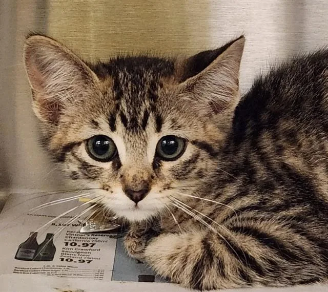 A baby small-sized female Domestic Short Hair cat named Cinnamon for adoption in St. Louis, MO