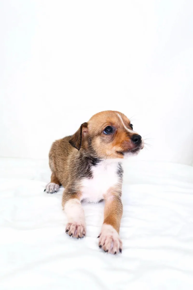 Buildabear thumbnail 4