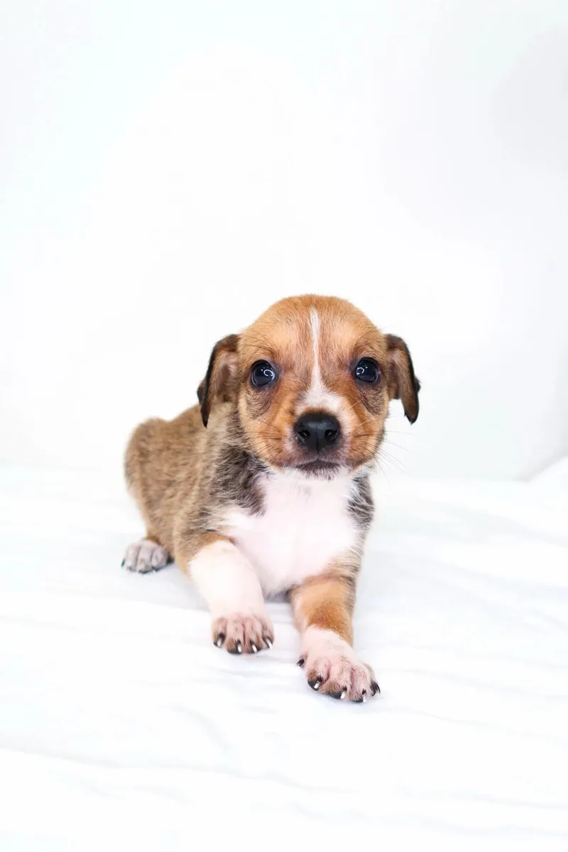 A baby small-sized female Brown / Chocolate Australian Cattle Dog / Blue Heeler dog named Buildabear for adoption in Bixby, OK