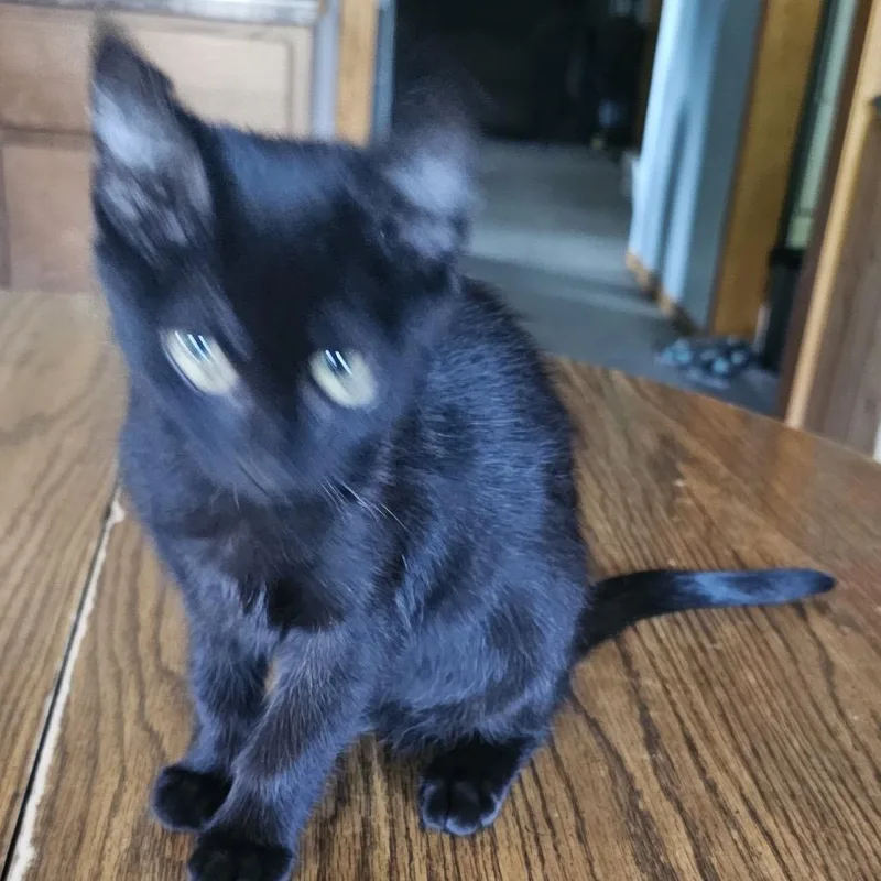 A baby small-sized female Black Domestic Short Hair cat named Blaze for adoption in Rochester, MN