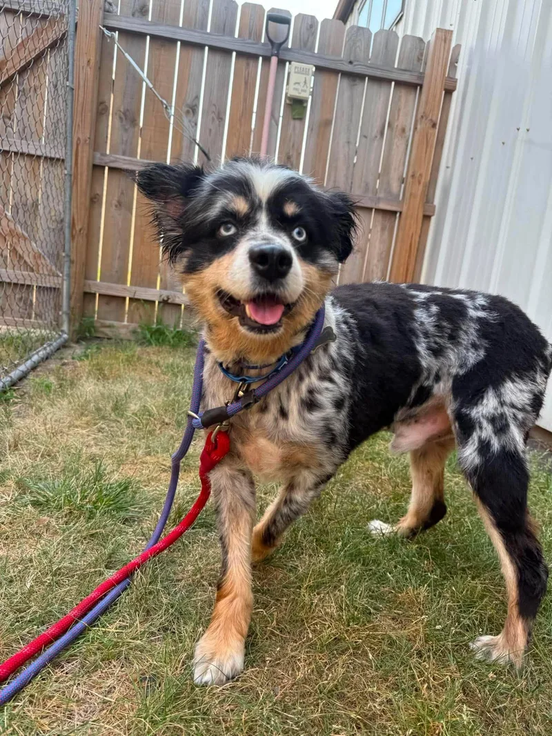 An adult medium-sized male Australian Shepherd dog named Ransom for adoption in Grand Forks, ND