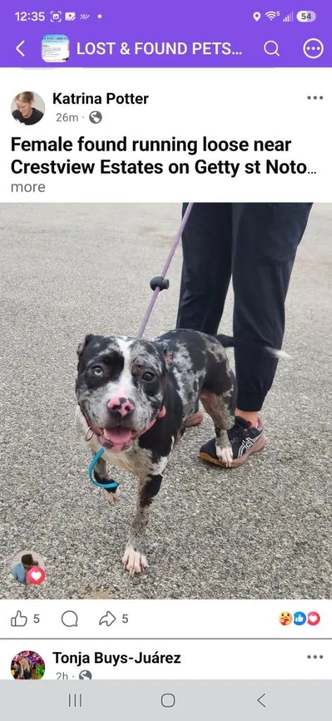 A young medium-sized female Mixed Breed dog named Ashley for adoption in Muskegon, MI