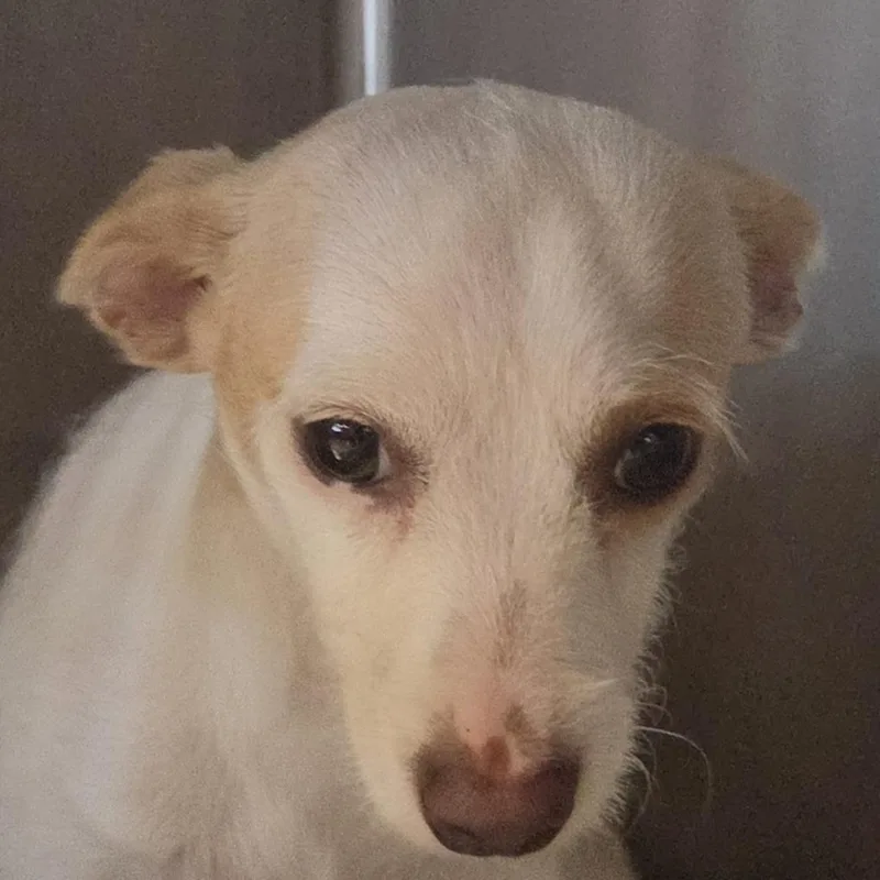 A baby small-sized male Mixed Breed dog named Jay Gatsby for adoption in Leander, TX
