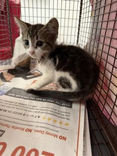 A baby small-sized female Domestic Short Hair cat named Persephone for adoption in Van Nuys, CA