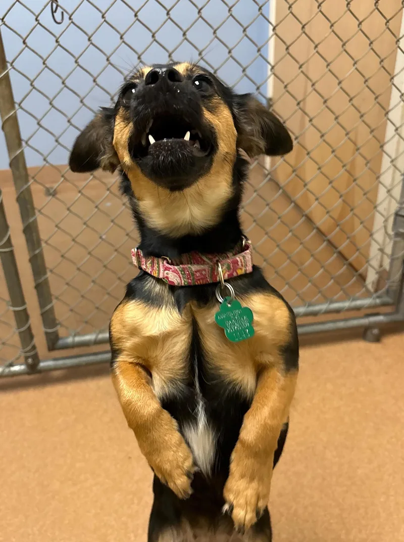 A young small-sized female Black Chihuahua dog named Lola for adoption in Norwalk, CT