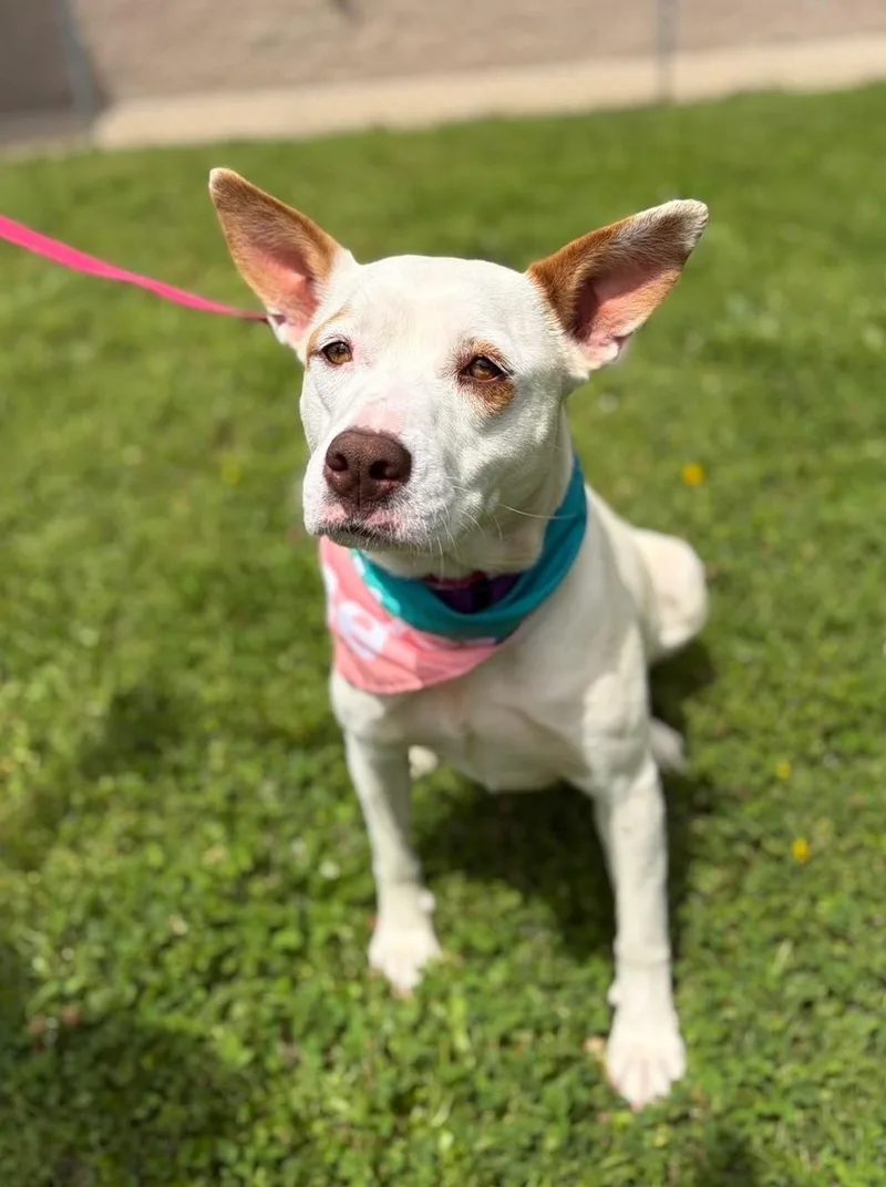An adult medium-sized female White / Cream Pit Bull Terrier dog named Feona for adoption in Fayetteville, AR