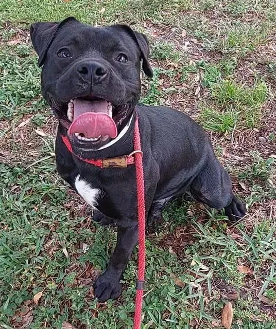 An adult large-sized male American Staffordshire Terrier dog named Wyatt for adoption in Fort Lauderdale, FL