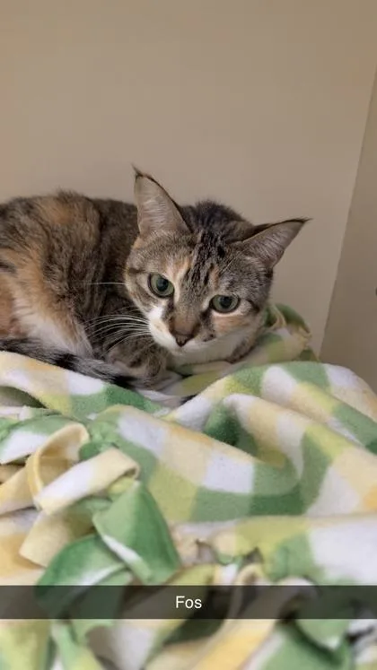 An adult small-sized female Domestic Short Hair cat named Fos for adoption in Pequot Lakes, MN