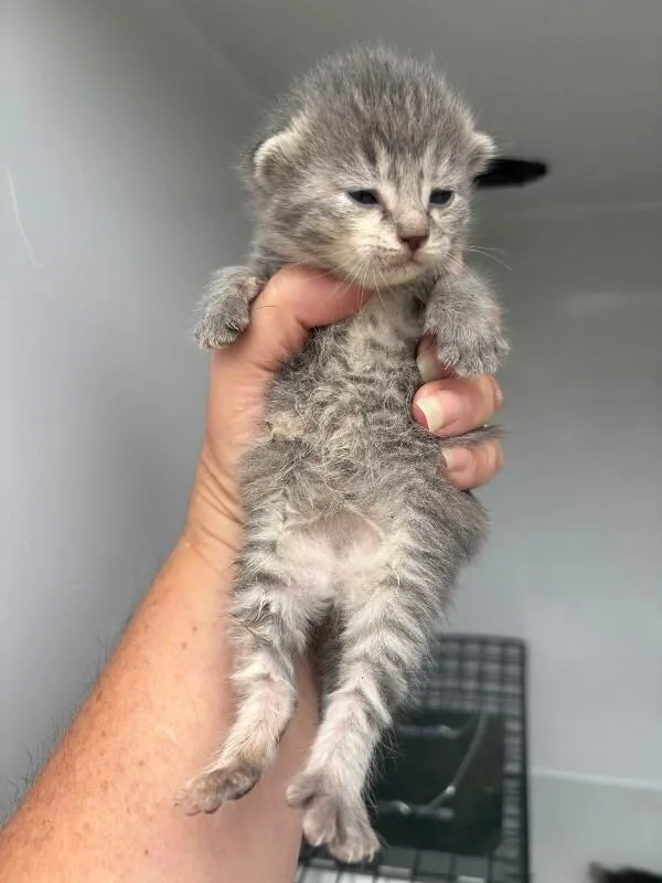 A young medium-sized female Tabby (Tiger Striped) Domestic Short Hair cat named Jessica for adoption in Mobile, AL