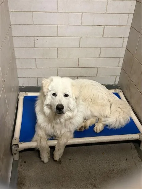 A young large-sized male Great Pyrenees dog named Argento for adoption in Stockton, CA