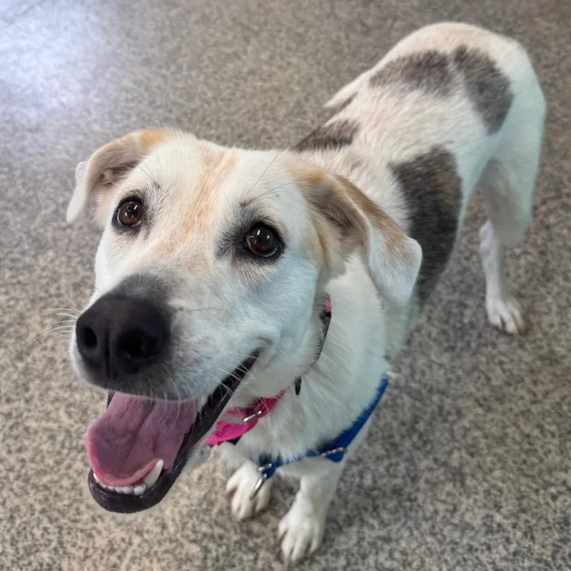 An adult medium-sized female White / Cream Labrador Retriever dog named Lilly for adoption in Falls Church, VA
