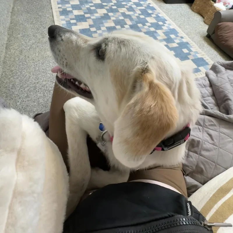 Lilly thumbnail 3
