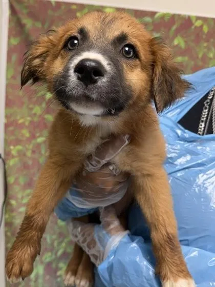 A young small-sized male Retriever dog named Egg Roll for adoption in San Antonio, TX