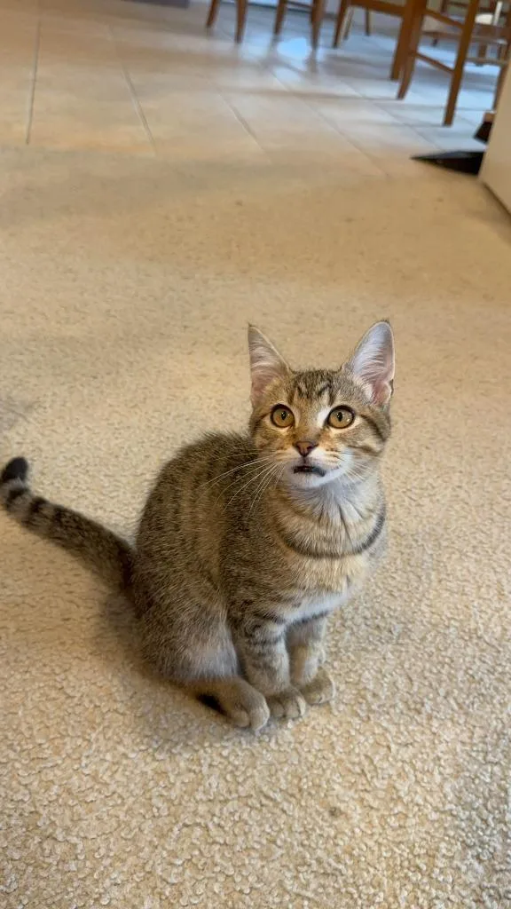 A baby small-sized male Domestic Short Hair cat named Skipper for adoption in Lewisville, TX