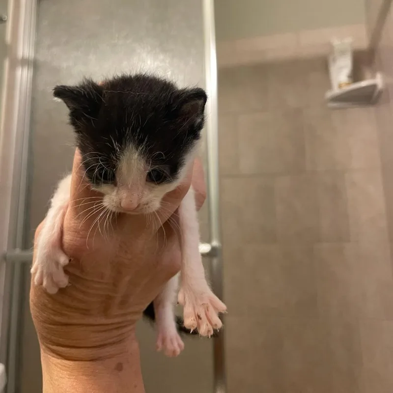 A baby small-sized female White Domestic Short Hair cat named Choco for adoption in Bel Air, MD