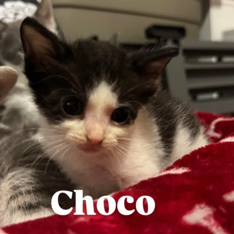 Choco thumbnail 2
